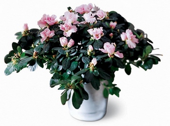 Azalea (Large) from Visser's Florist and Greenhouses in Anaheim, CA
